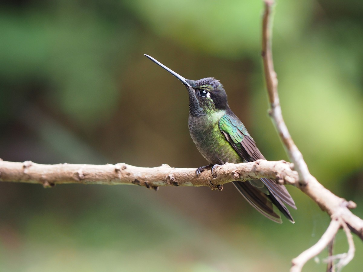 Talamanca Hummingbird - ML204421551