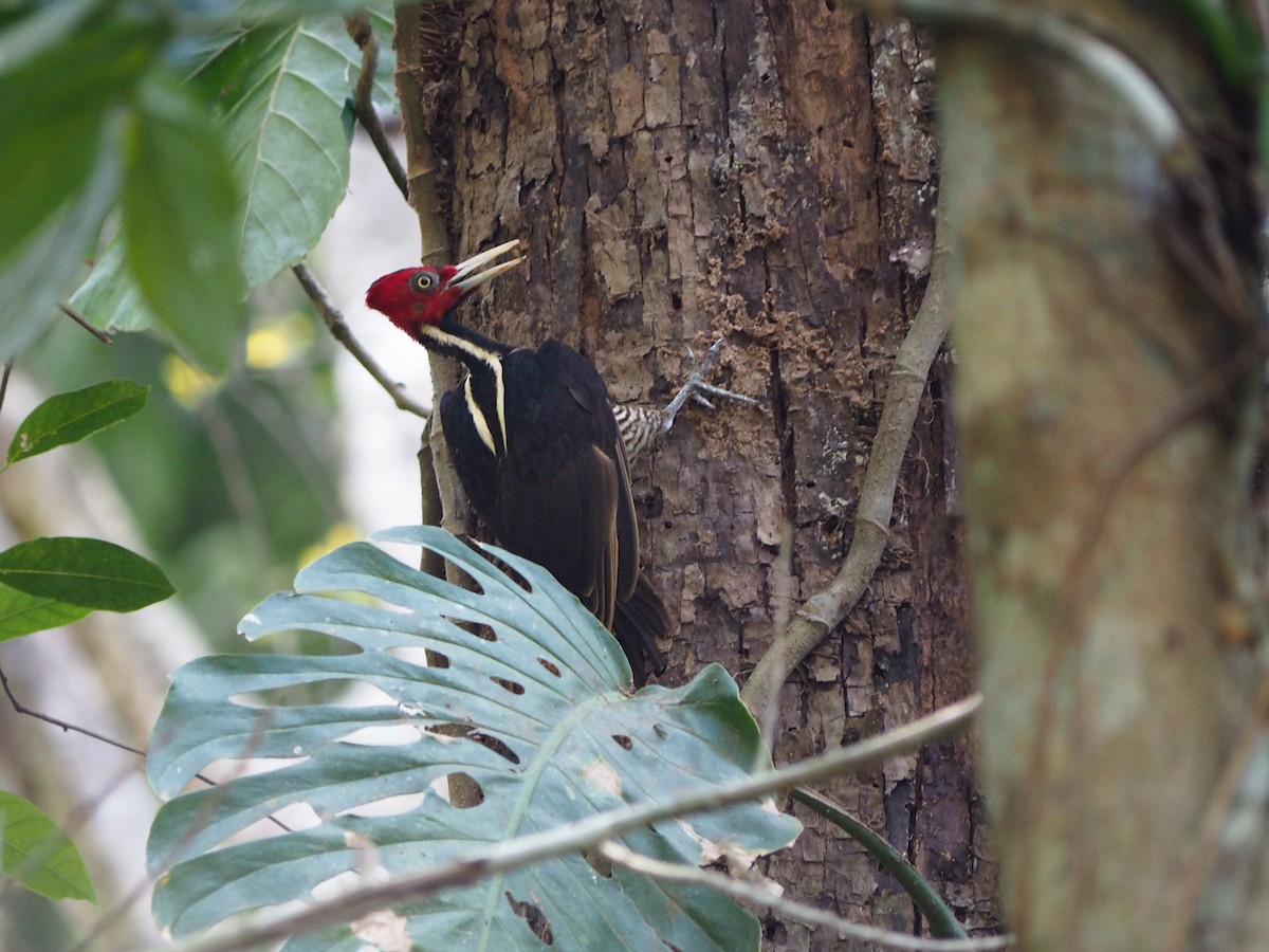 Pale-billed Woodpecker - Michael Schmitz