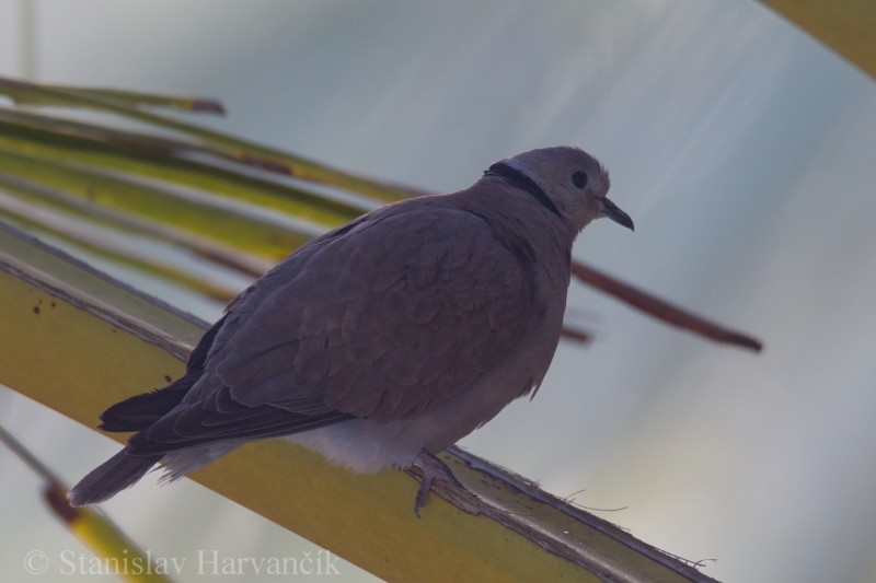 Red Collared-Dove - ML204421921