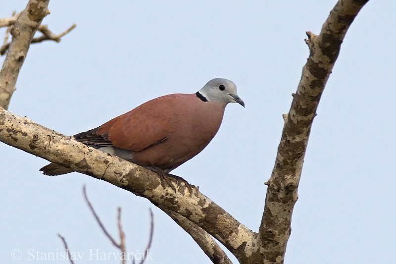 Red Collared-Dove - ML204421931