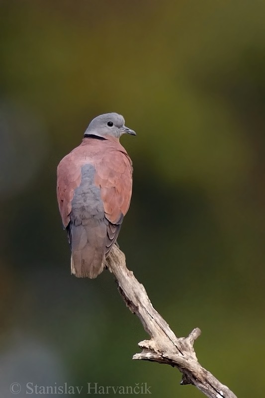 Red Collared-Dove - ML204421941
