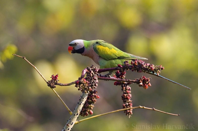 Red-breasted Parakeet - ML204422041