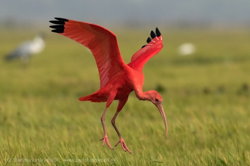 ibis rudý - ML204422521