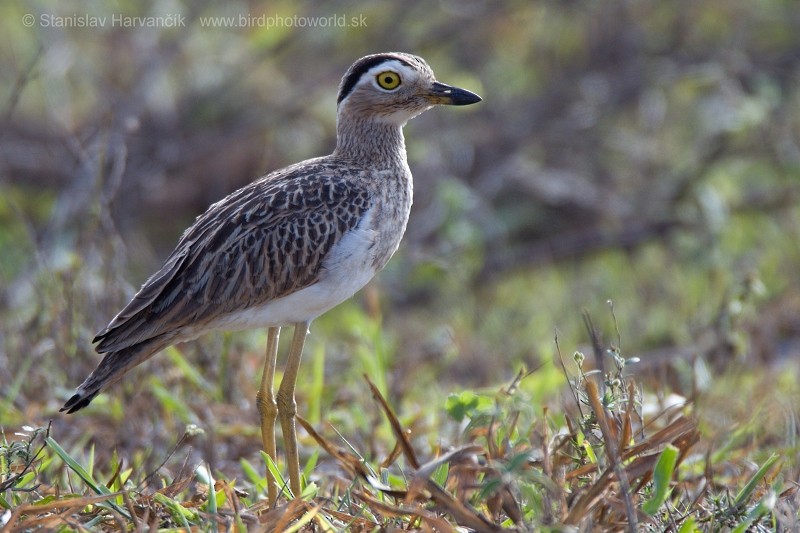 Double-striped Thick-knee - ML204422691