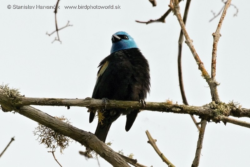 Blue-necked Tanager - ML204422811