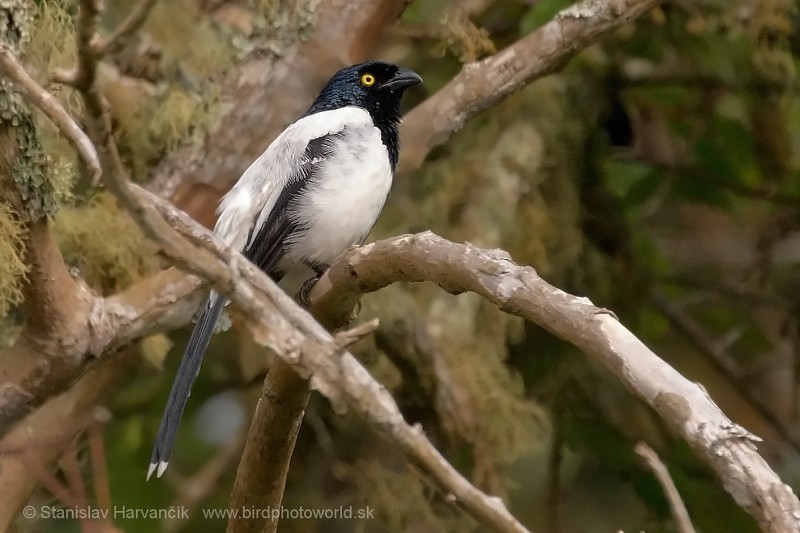 Magpie Tanager - ML204422821