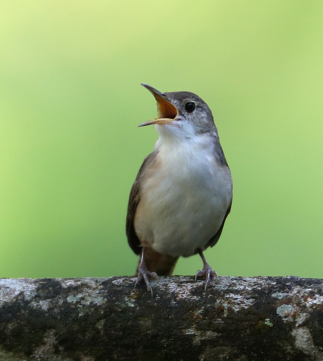House Wren (Southern) - Hal and Kirsten Snyder