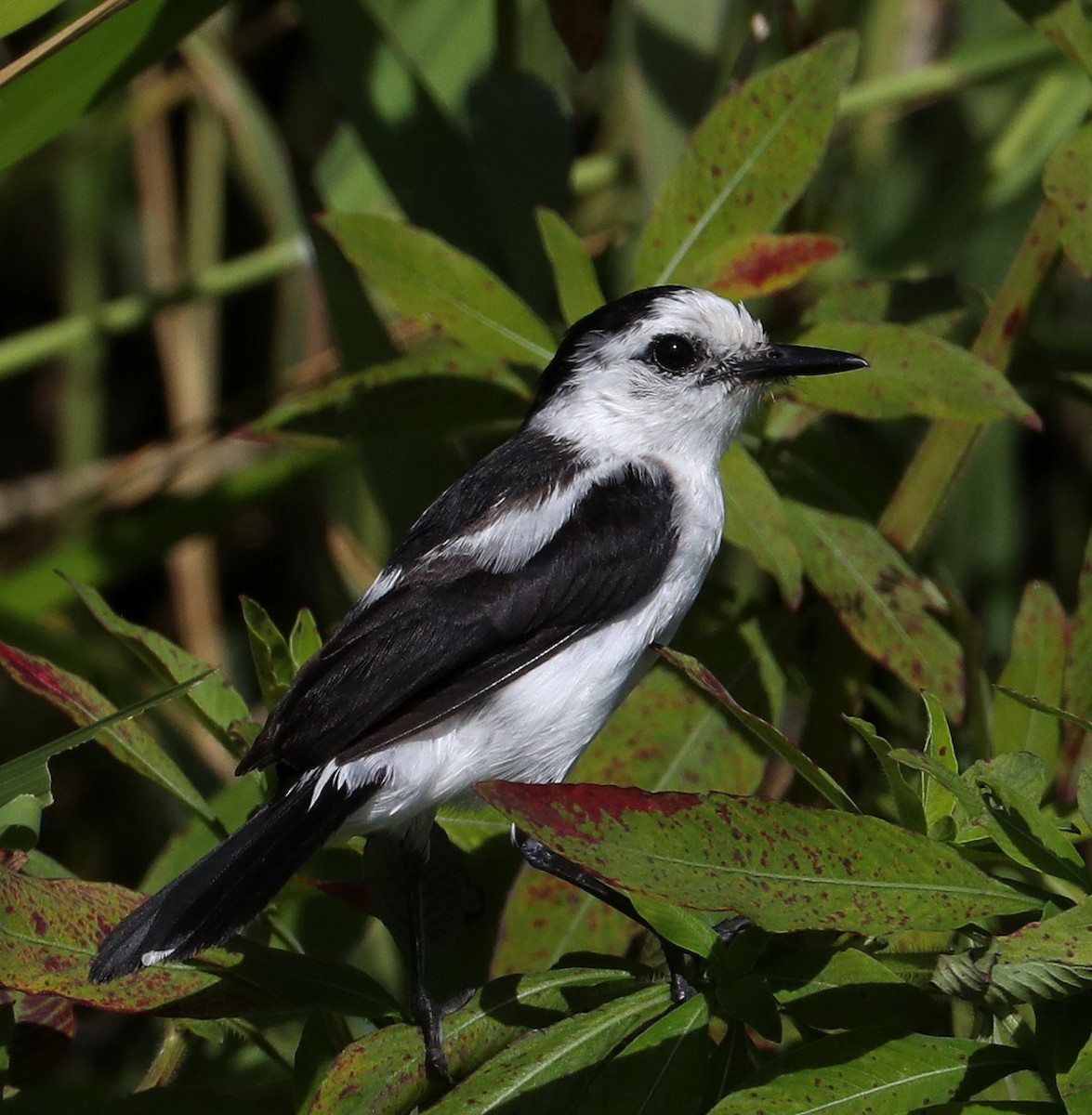 Pied Water-Tyrant - Hal and Kirsten Snyder