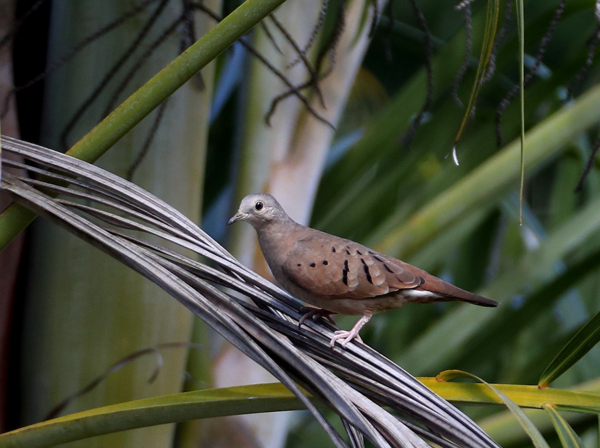 Plain-breasted Ground Dove - Hal and Kirsten Snyder