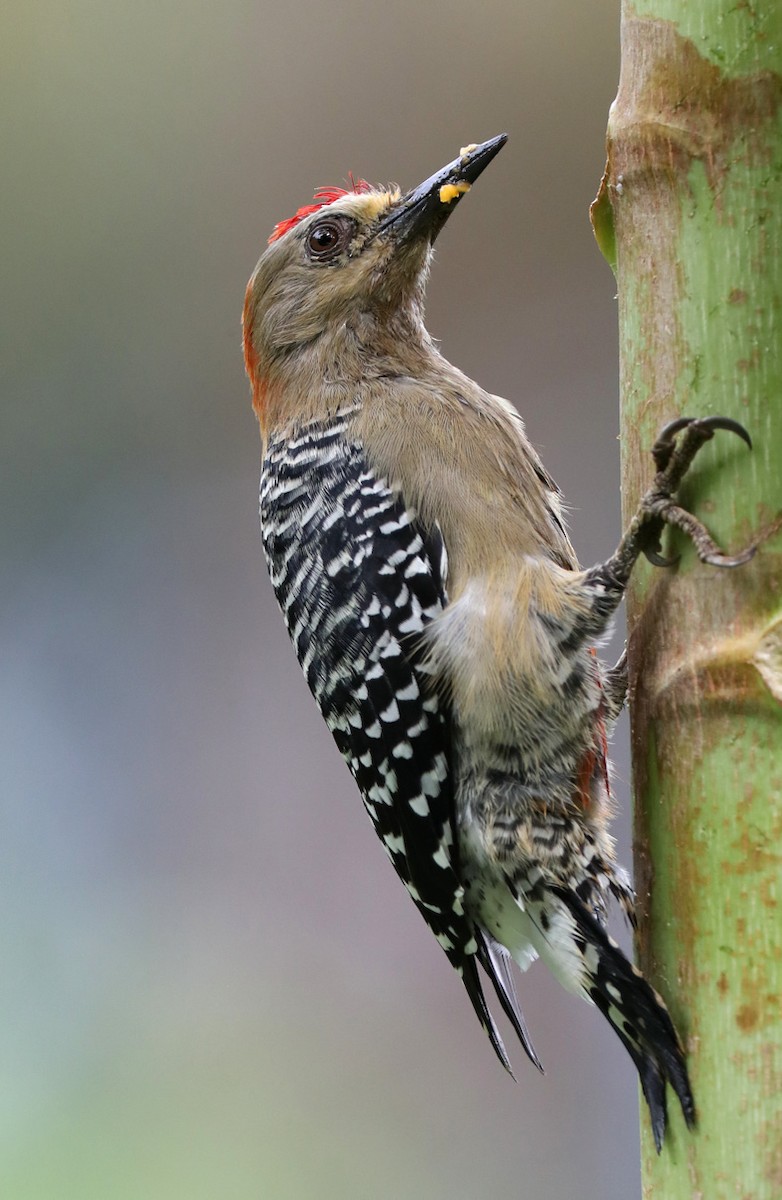 Red-crowned Woodpecker - Hal and Kirsten Snyder