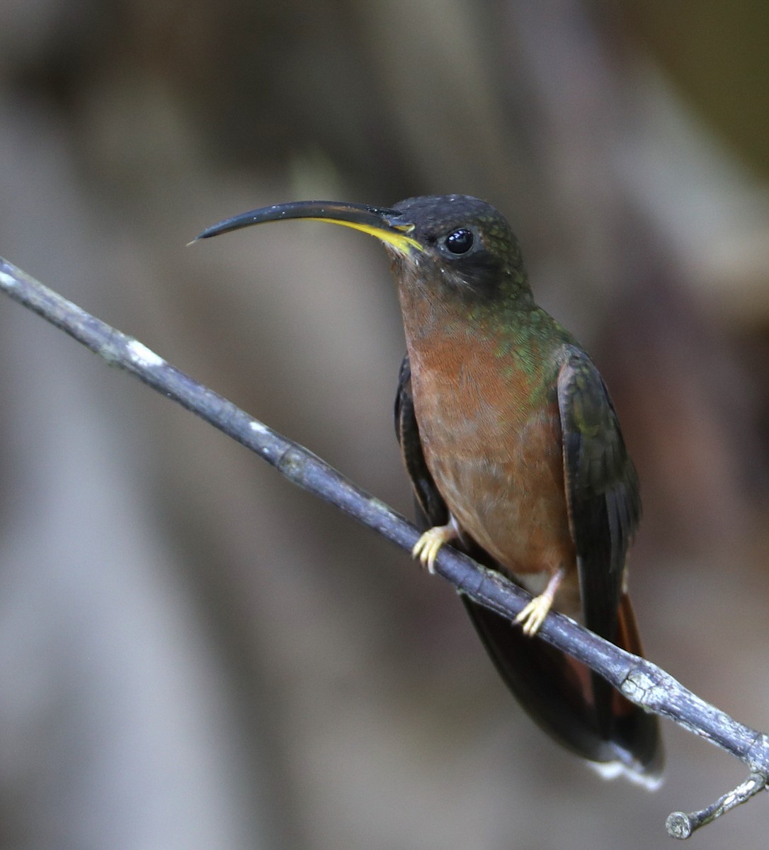 Rufous-breasted Hermit - Hal and Kirsten Snyder