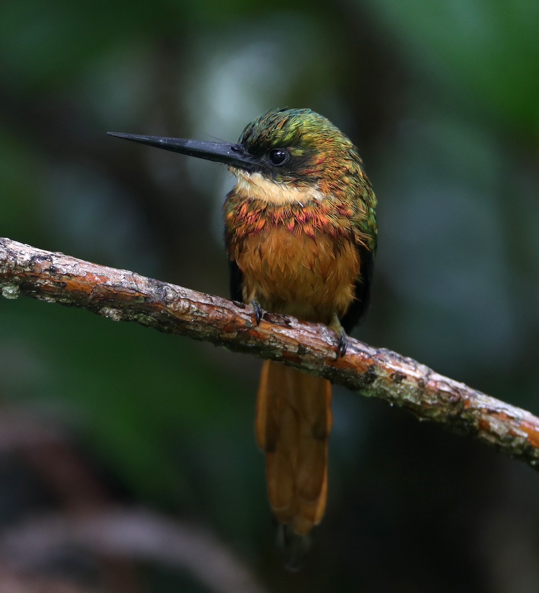 Rufous-tailed Jacamar (Rufous-tailed) - Hal and Kirsten Snyder