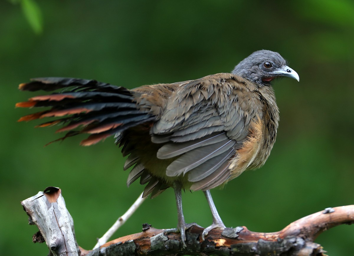 Rufous-vented Chachalaca (Rufous-tipped) - Hal and Kirsten Snyder