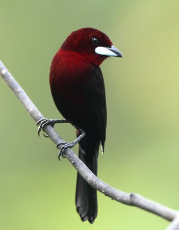 Silver-beaked Tanager - Hal and Kirsten Snyder