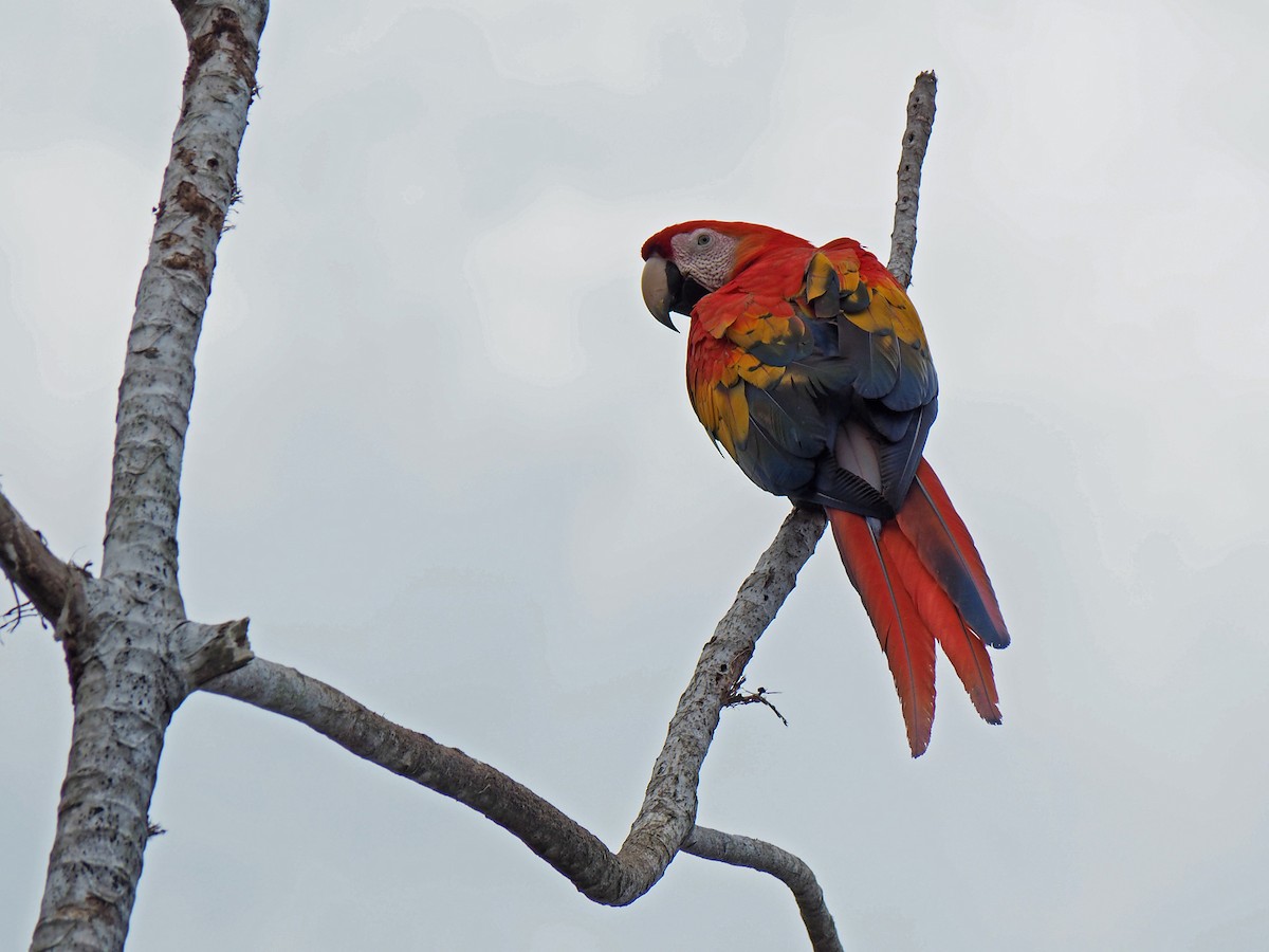 Scarlet Macaw - Michael Schmitz