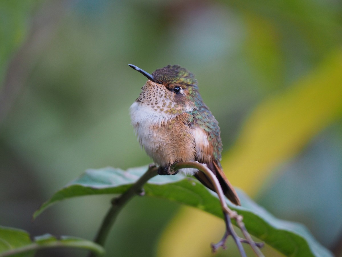 Scintillant Hummingbird - Michael Schmitz