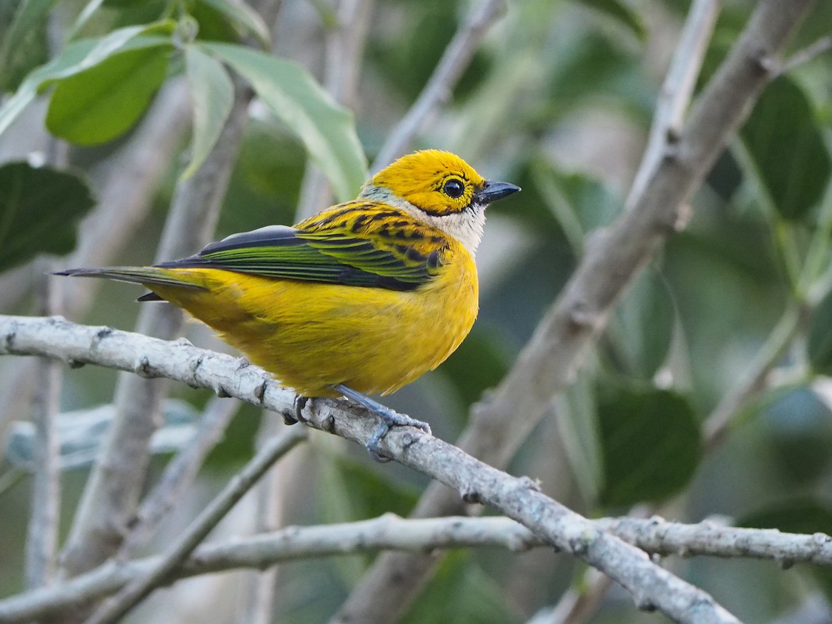 Silver-throated Tanager - ML204423461