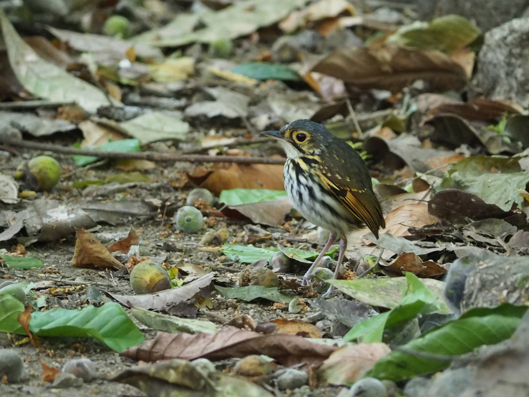 Streak-chested Antpitta (Pacific Slope) - eBird