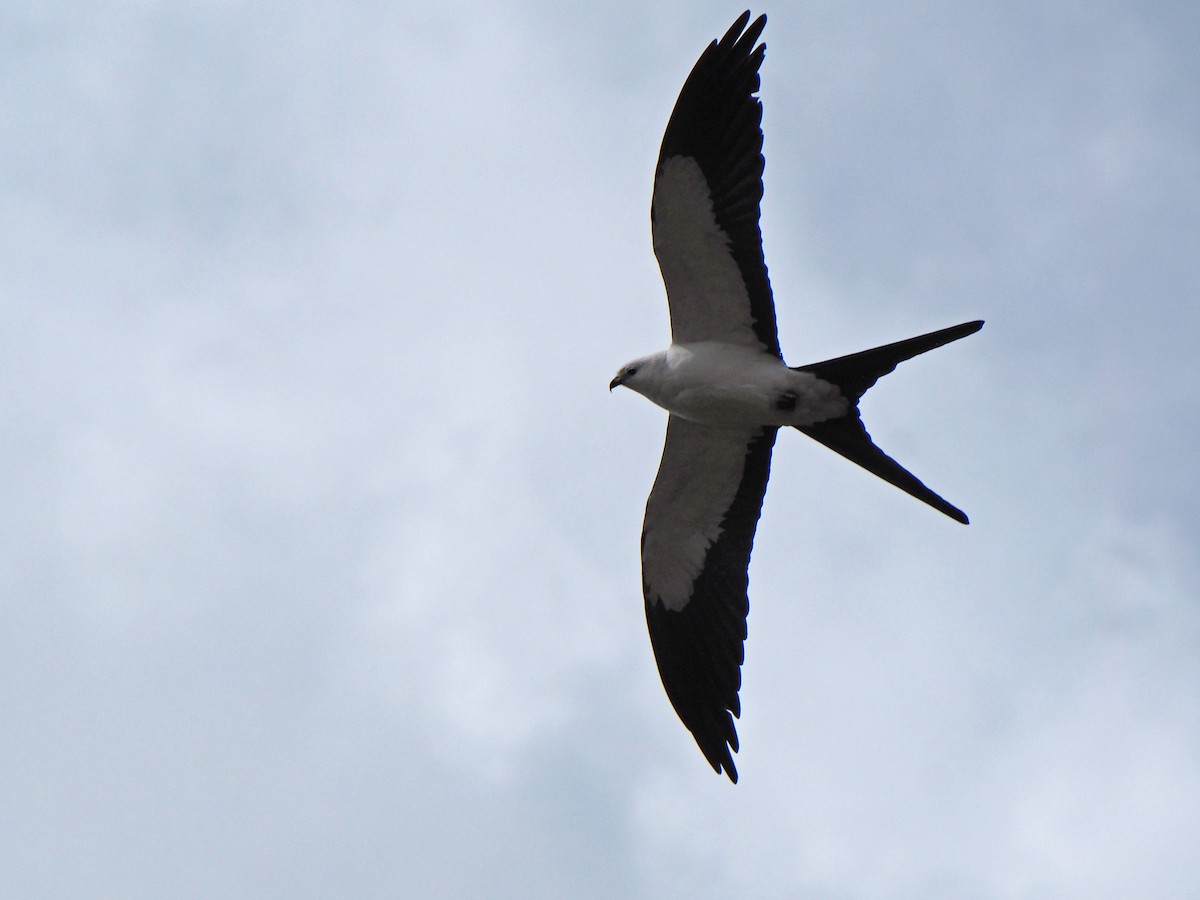 Swallow-tailed Kite - ML204423521