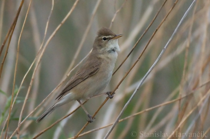 Booted Warbler - ML204424061