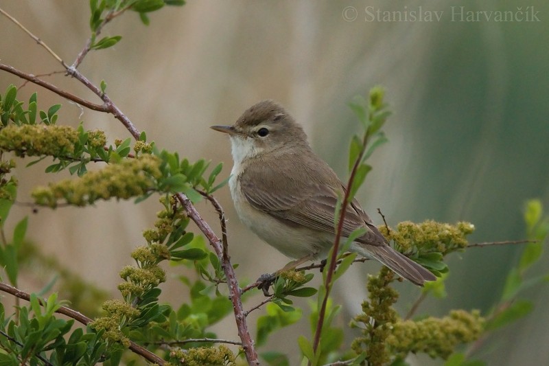 Booted Warbler - ML204424071