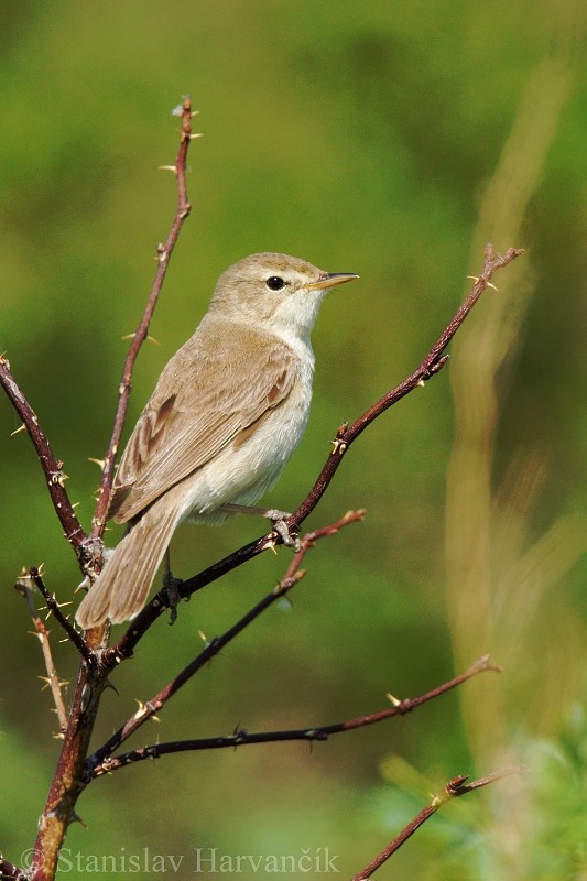 Booted Warbler - ML204424081