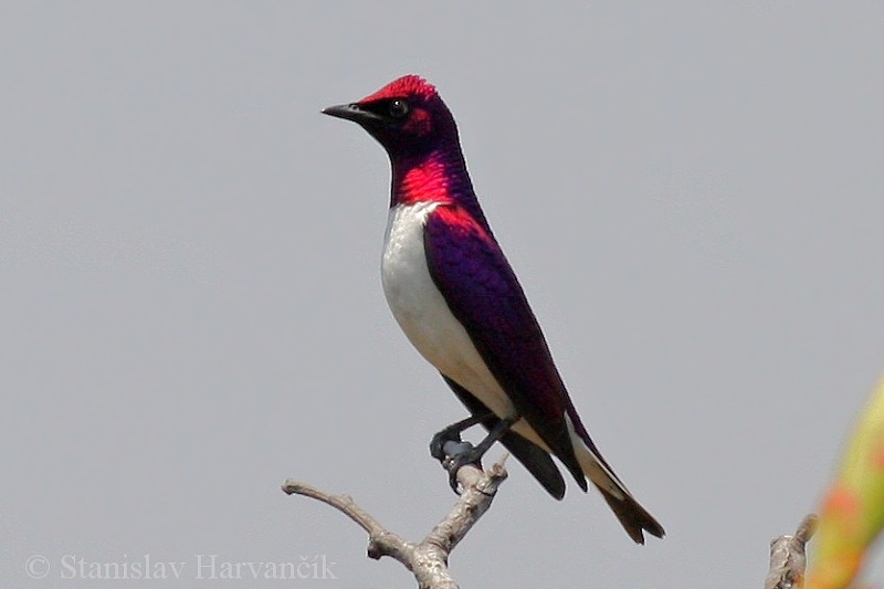 Violet-backed Starling - ML204424281