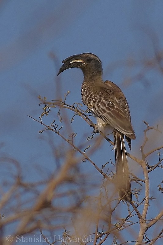 African Gray Hornbill - Stanislav Harvančík