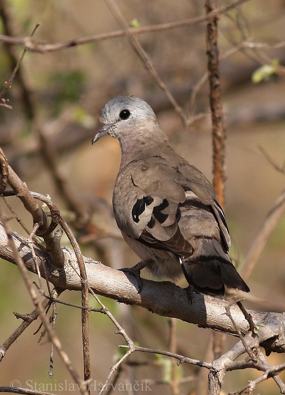 Emerald-spotted Wood-Dove - ML204424351