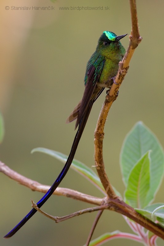 Long-tailed Sylph - ML204424581