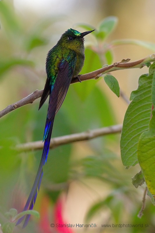 Long-tailed Sylph - ML204424771