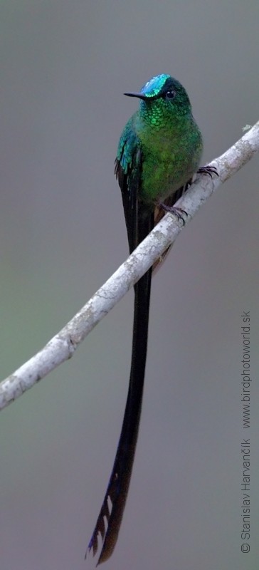 Long-tailed Sylph - ML204424821