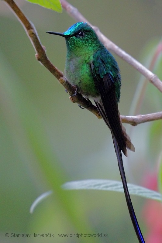Long-tailed Sylph - ML204424831