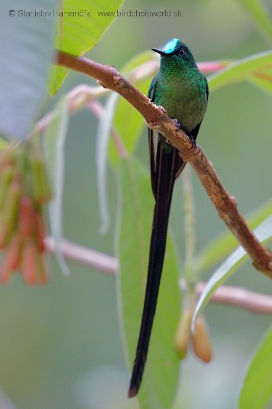 Long-tailed Sylph - ML204424841