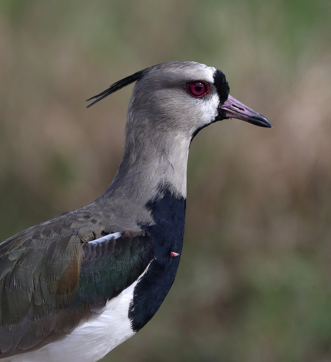 Southern Lapwing (cayennensis) - Hal and Kirsten Snyder