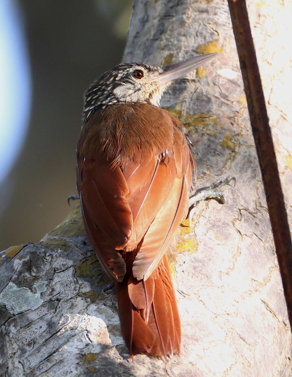 Straight-billed Woodcreeper - Hal and Kirsten Snyder