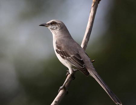 Tropical Mockingbird (Southern) - Hal and Kirsten Snyder