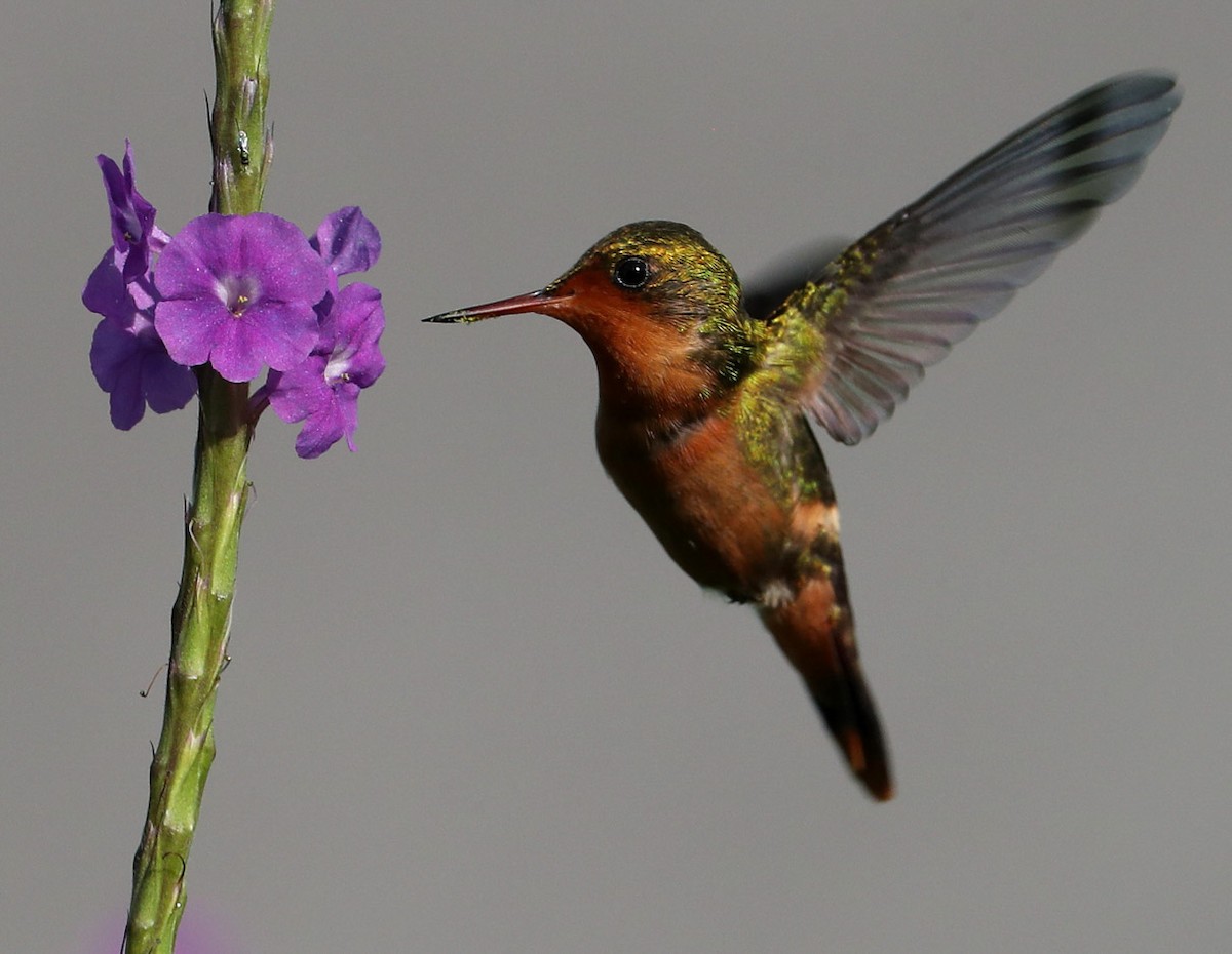 Tufted Coquette - Hal and Kirsten Snyder