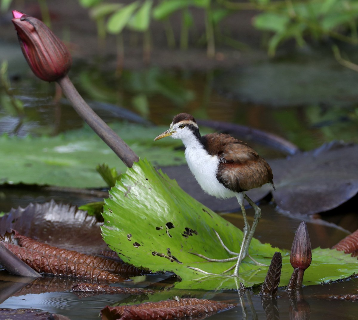 Wattled Jacana (Chestnut-backed) - Hal and Kirsten Snyder