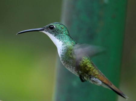 White-chested Emerald - Hal and Kirsten Snyder