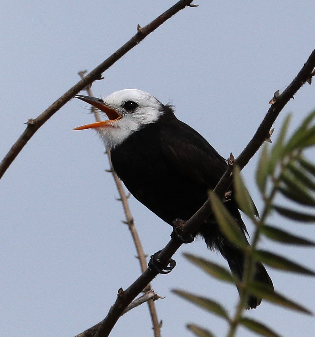 White-headed Marsh Tyrant - Hal and Kirsten Snyder