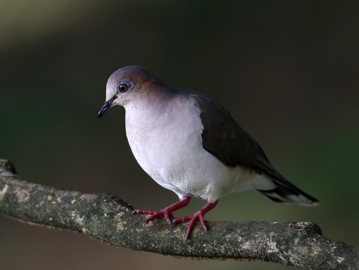 White-tipped Dove (White-tipped) - Hal and Kirsten Snyder