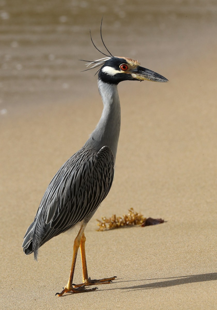 Yellow-crowned Night Heron - Hal and Kirsten Snyder
