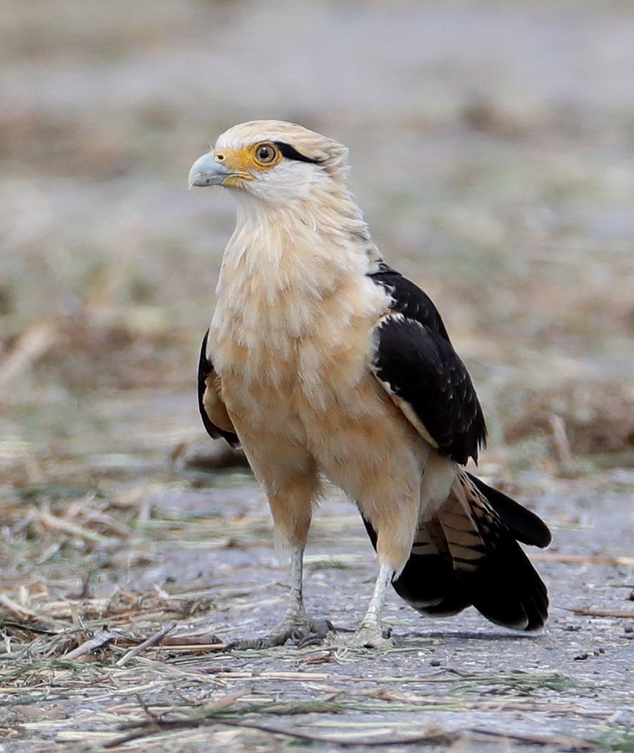 Yellow-headed Caracara - Hal and Kirsten Snyder