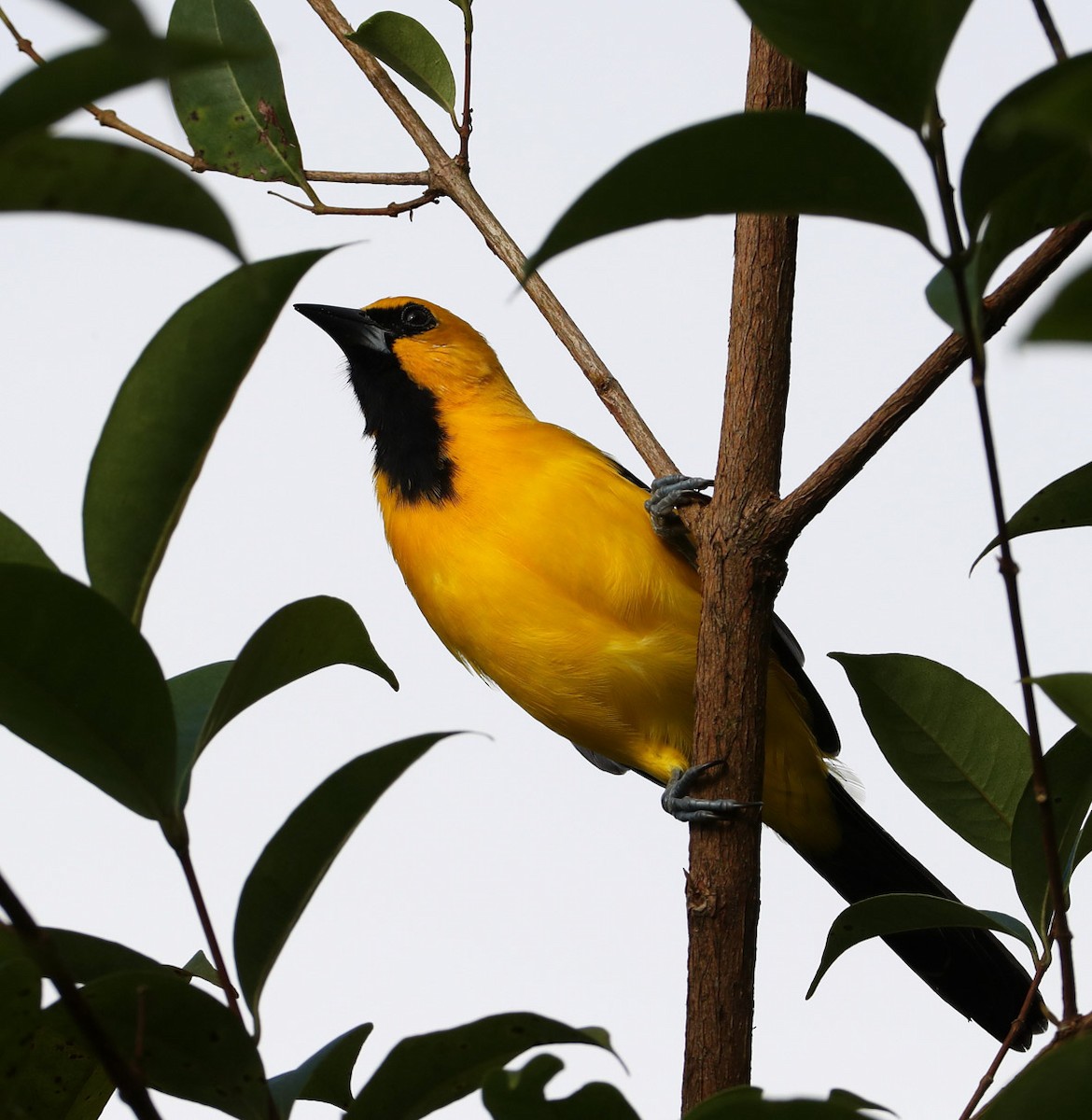Yellow Oriole - Hal and Kirsten Snyder