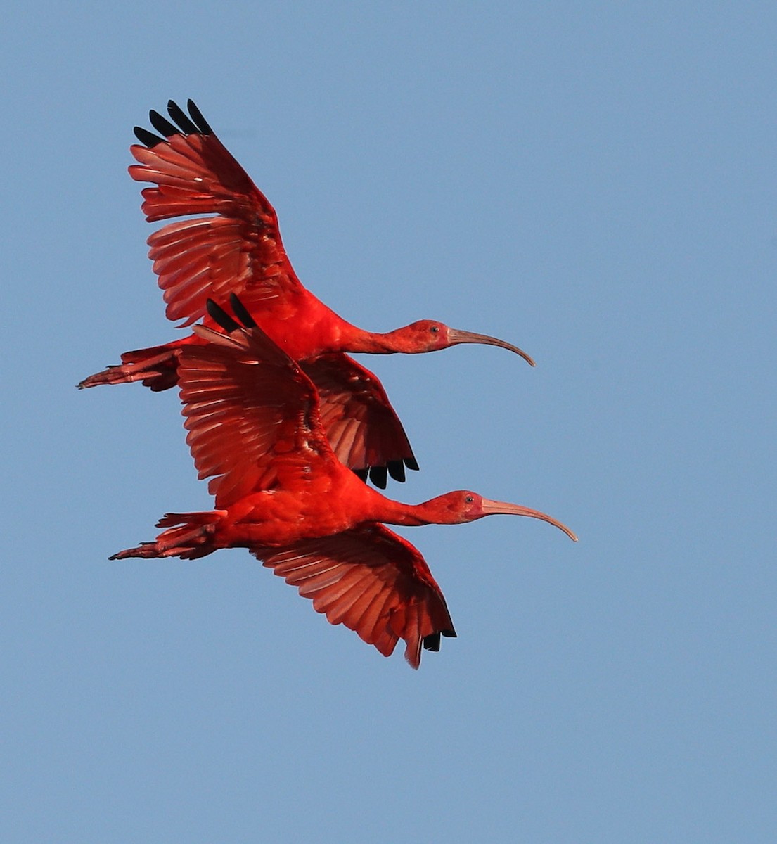 ibis rudý - ML204425161