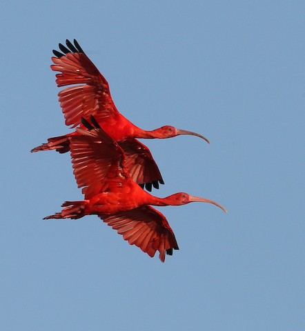 Scarlet Ibis - eBird