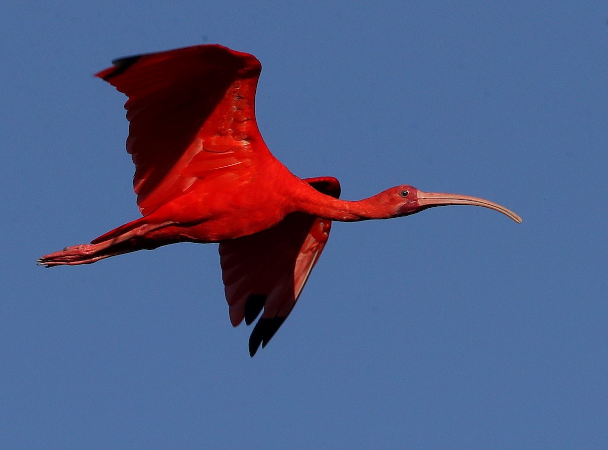 ibis rudý - ML204425171