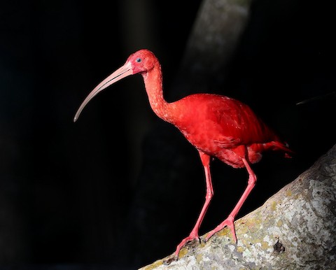 Scarlet Ibis - eBird