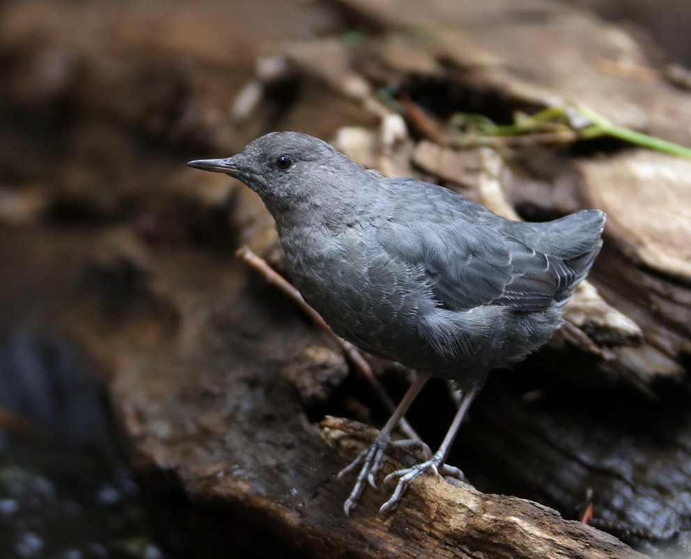 American Dipper (Northern) - Hal and Kirsten Snyder